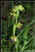 Ophrys flammeola